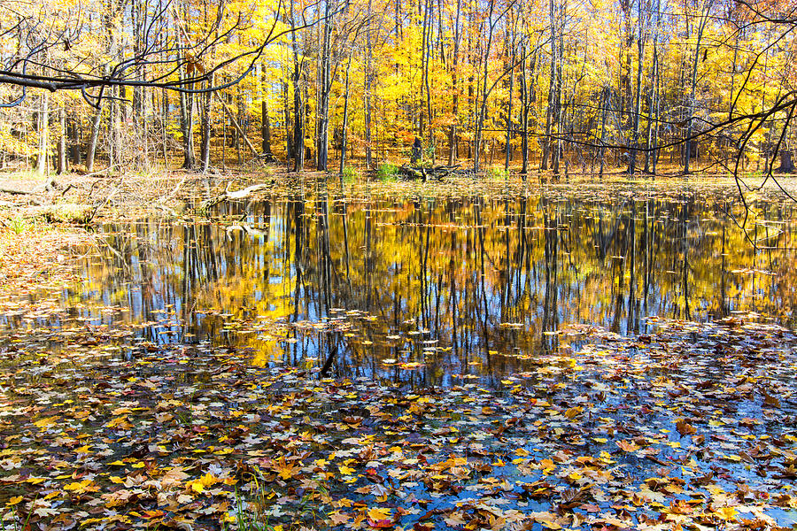 Woodland Pond Photograph by Gej Jones Fine Art America