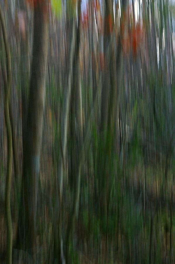 Woodland Photograph by Randy Pollard