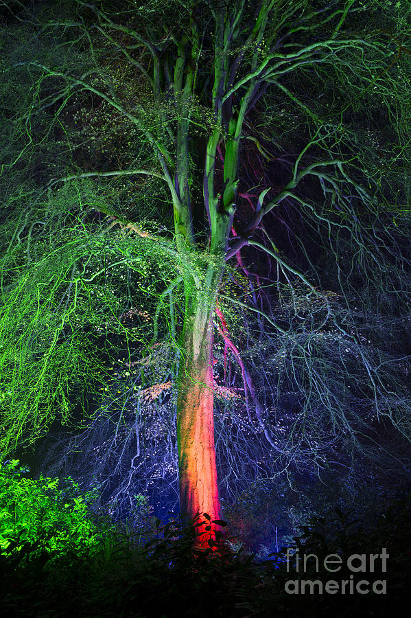 Tree Photograph - Woodland Realm by Tim Gainey
