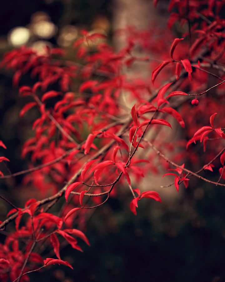 Fall Photograph - Woodland Red by Amelia Kay Photography