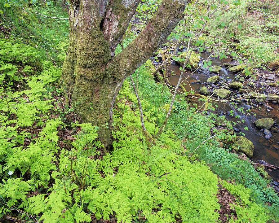 Woodland Photograph by Simon Fraser/science Photo Library