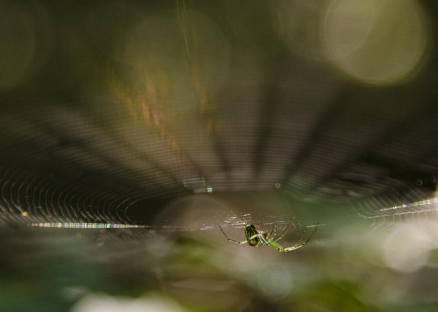 Woodland Spider Abstract Photograph by Michael Dougherty