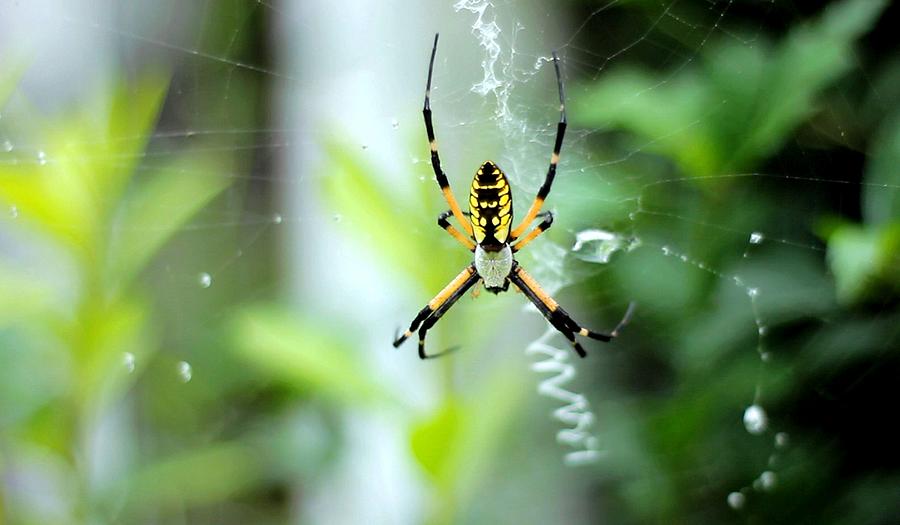 Woodland Spider Photograph by Morgan Carter