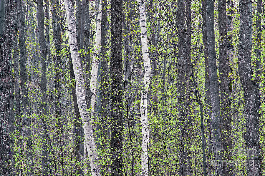 Woodland Spring Photograph by Alan L Graham