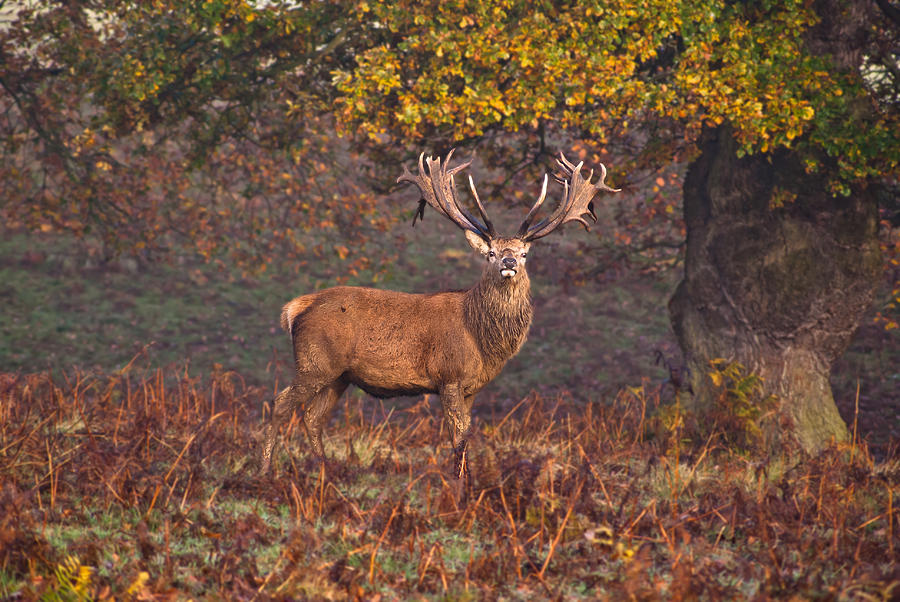 Woodland Stag Photograph by Scott Carruthers