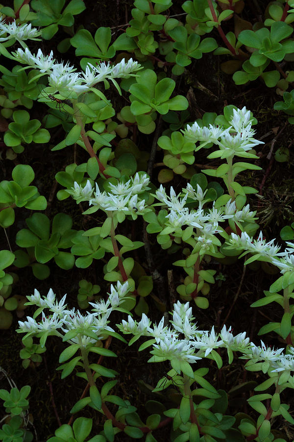 Woodland Stonecrop Photograph by Daniel Reed