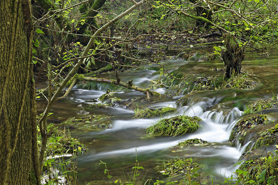 Woodland Stream - Monks Dale Photograph by Rod Johnson