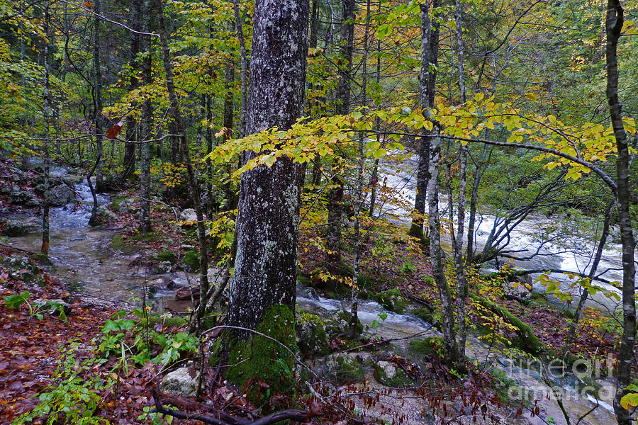 Woodland Streams - Triglav - Slovenia Photograph by Phil Banks