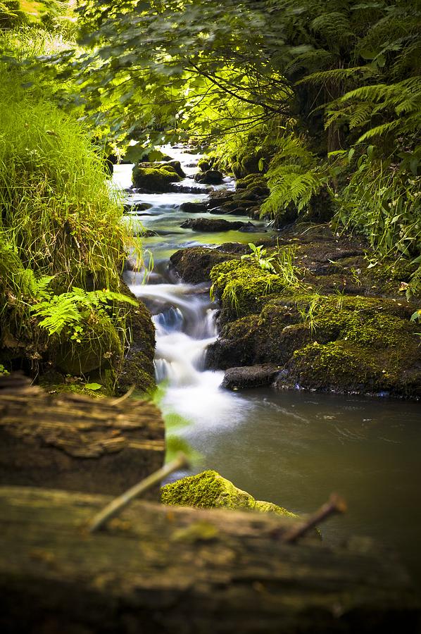 Woodland stream Photograph by Science Photo Library | Fine Art America