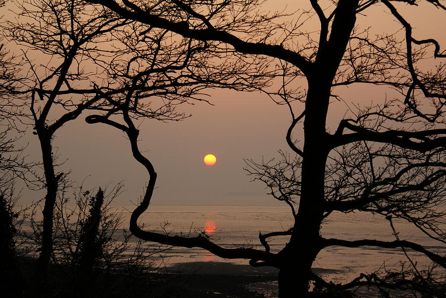 Woodland Sunset Photograph By Carol Jadzia