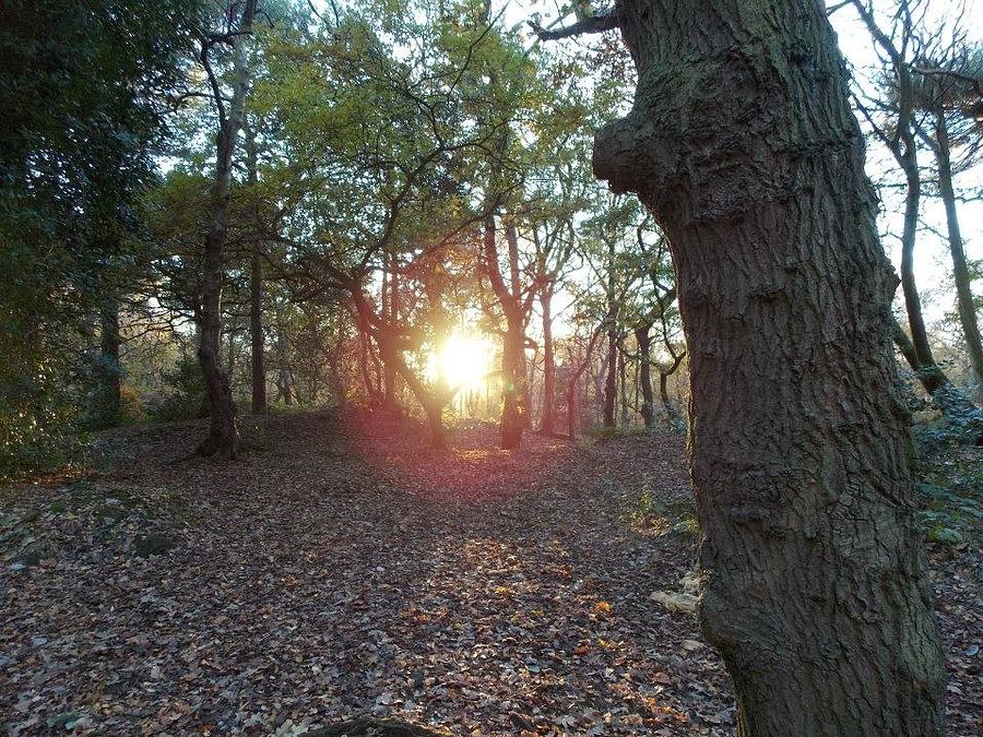 Woodland Sunset Photograph By Hannah Price