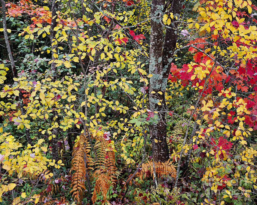 Woodland Tapestry Photograph by Alan L Graham