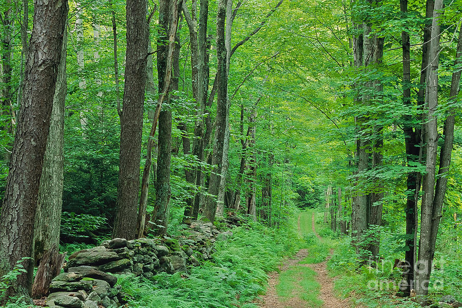 Woodland Trail Photograph