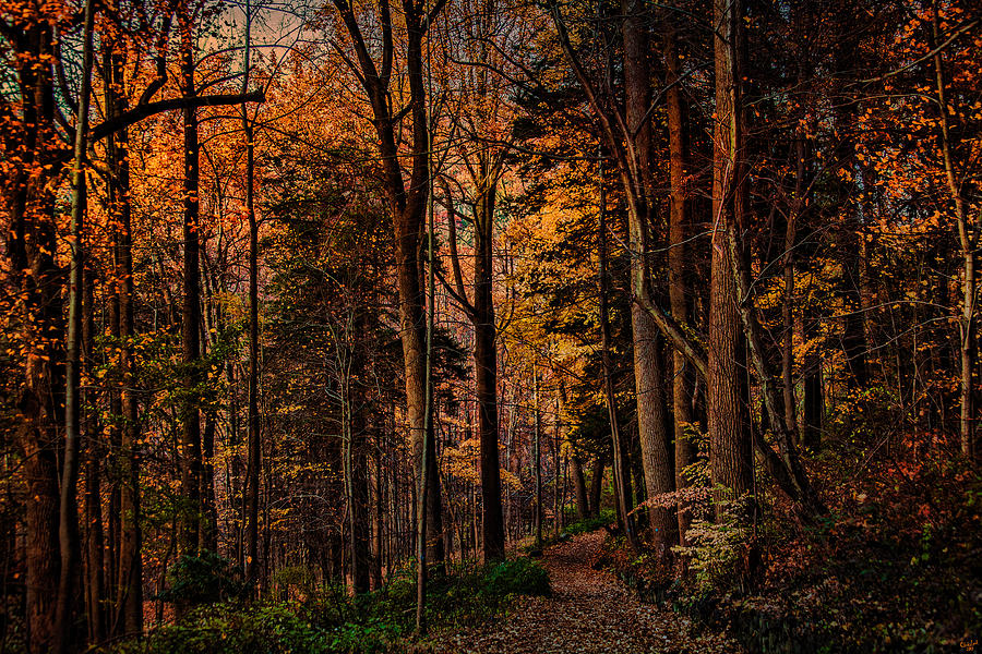Tree Photograph - Woodland Trail In Autumn by Chris Lord