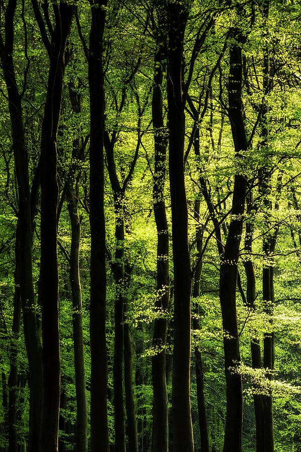 Woodland Trees Photograph by Jeremy Walker/science Photo Library - Fine ...