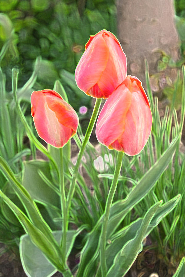 Woodland Tulips Photograph by Barbara Dean