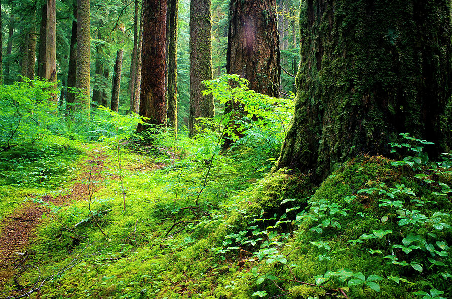 Woodland View In Hoh Rain Forest Photograph by Keith Ladzinski