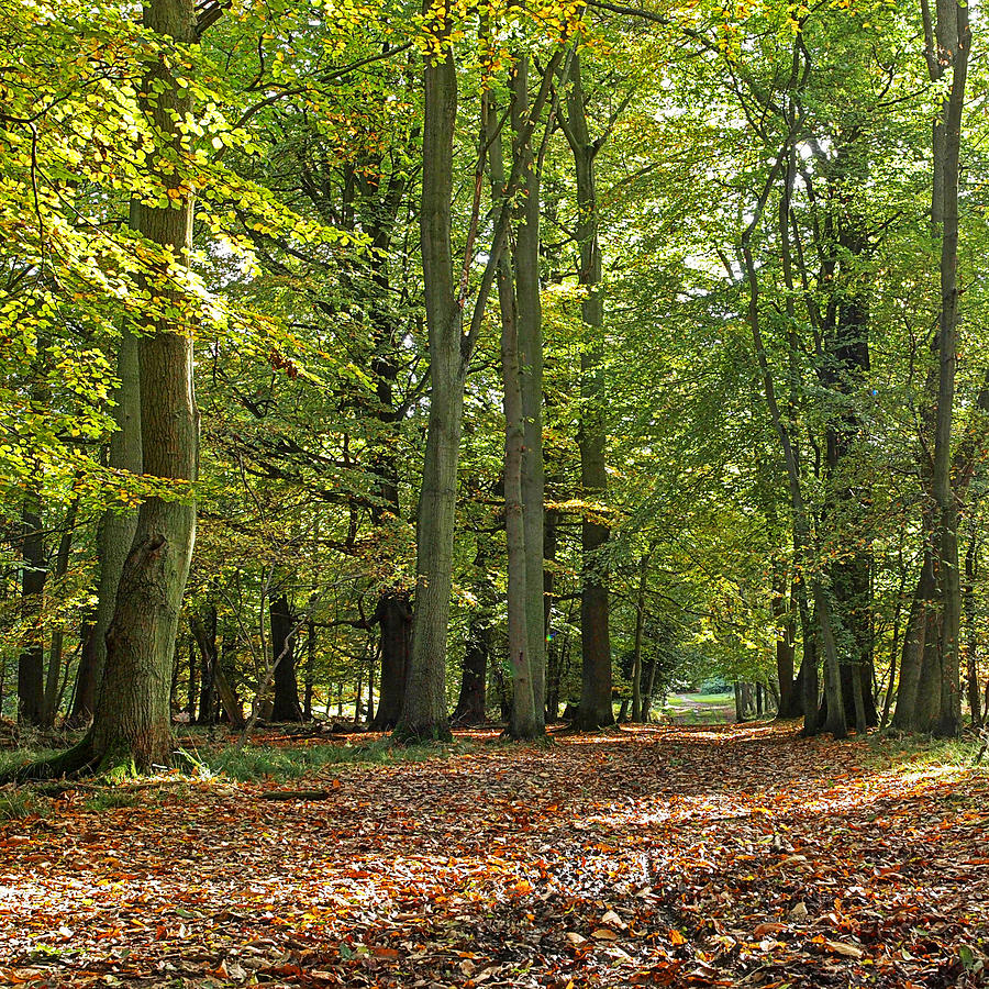 Woodland Walk 3 Photograph by Gill Billington - Fine Art America