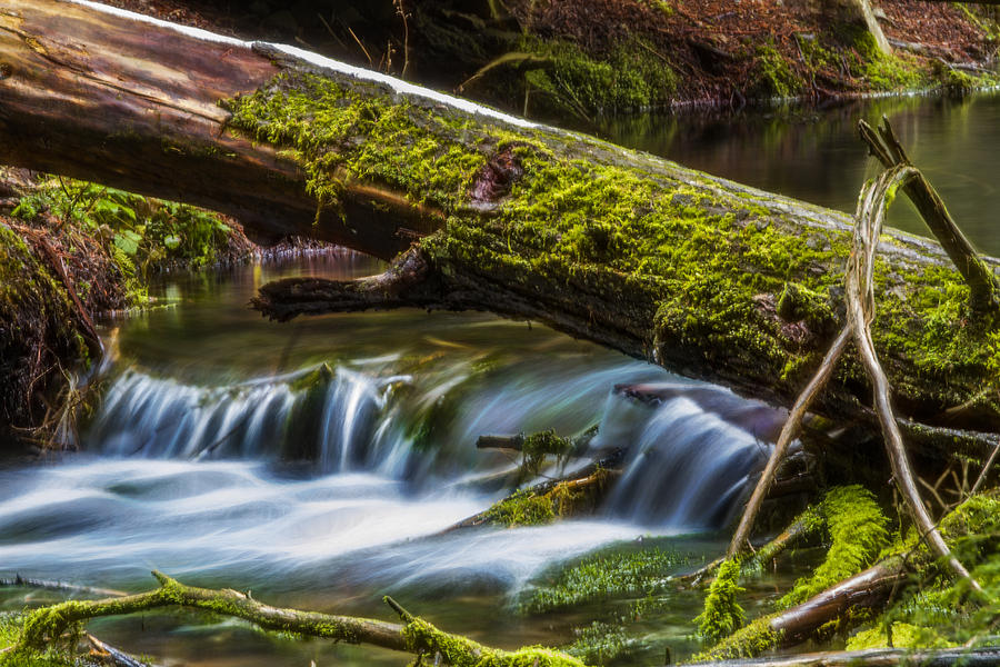 Woodland Waterfall Photograph by Albert Seger