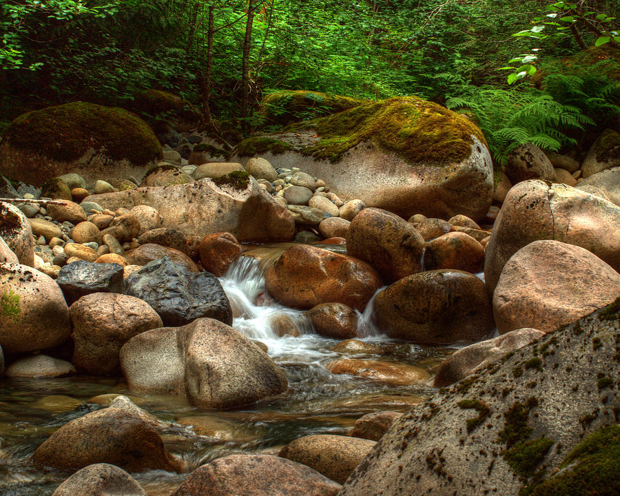 Nature Photograph - Woodland Waters by Randy Hall