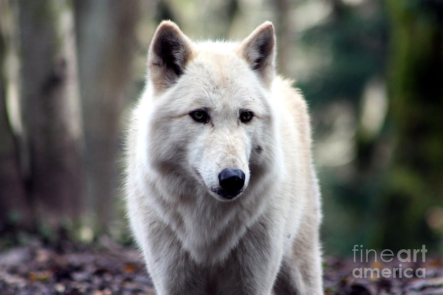 Woodland White Wolf Photograph by Nick Gustafson