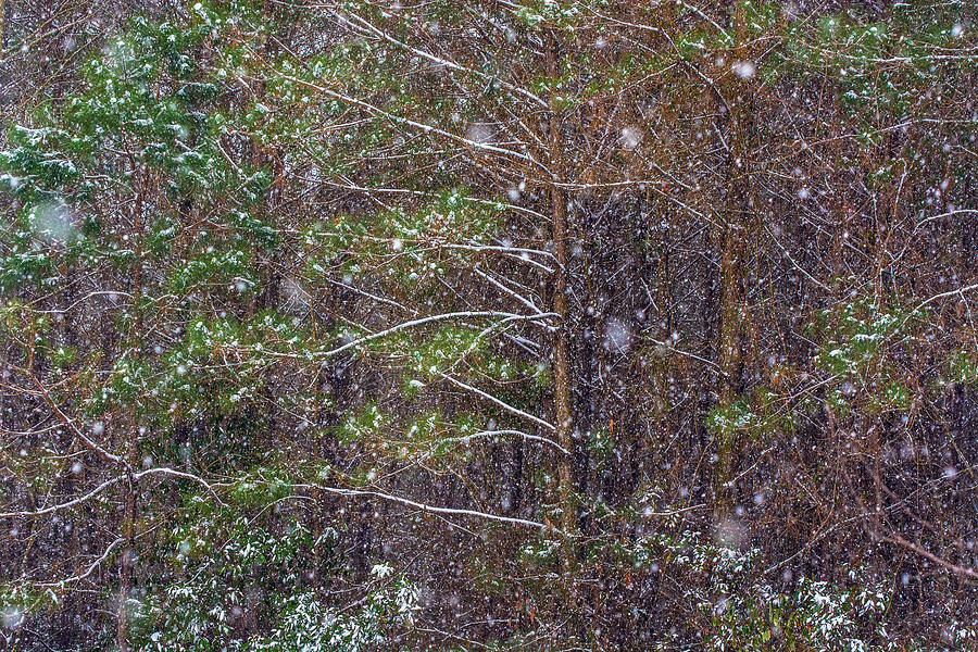 Woodland Winter Photograph by John Harding