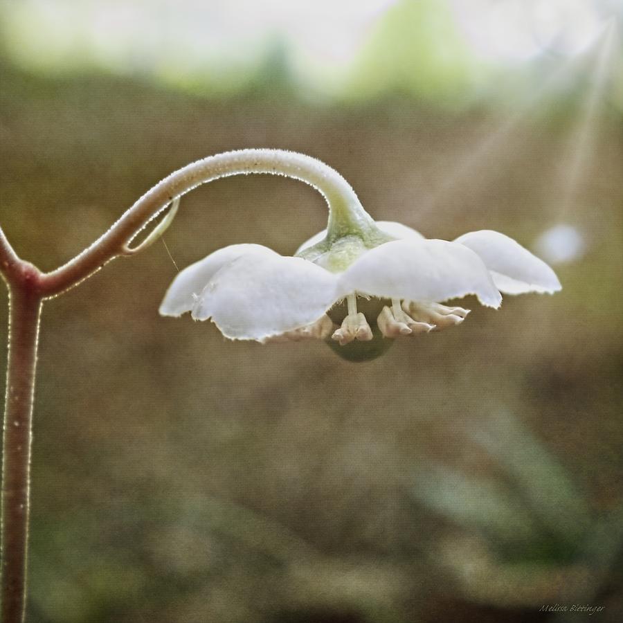 Woodland Wintergreen Flower Photograph by Melissa Bittinger