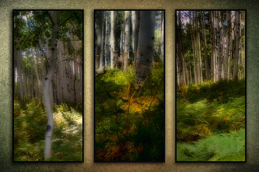 Woodlands - Triptych Photograph by Ellen Heaverlo