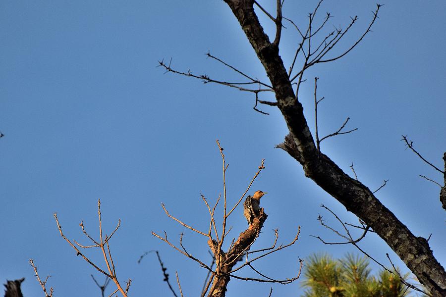 Woodpecker 2 Photograph