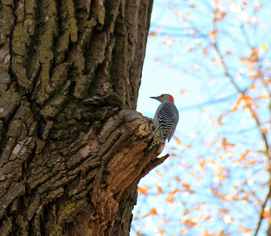 Woodpecker Photograph by A K Dayton