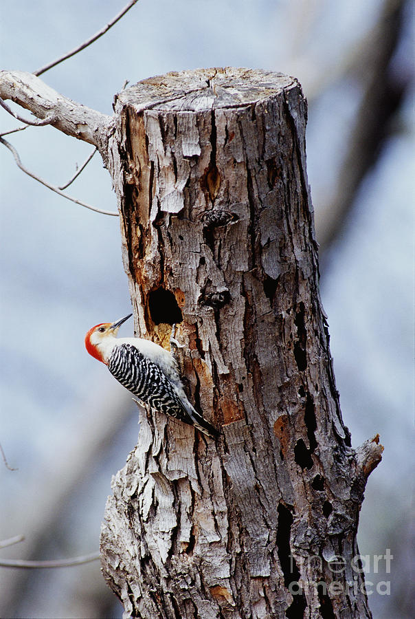 Animal Photograph - Woodpecker And Starling Fight For Nest by Gregory G. Dimijian