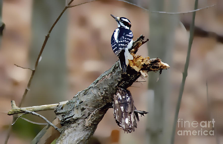 Woodpecker Photograph by Andrea Kollo