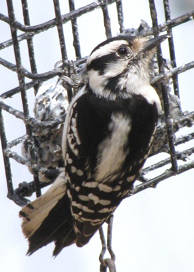 Woodpecker at Suet Photograph by Lili Feinstein