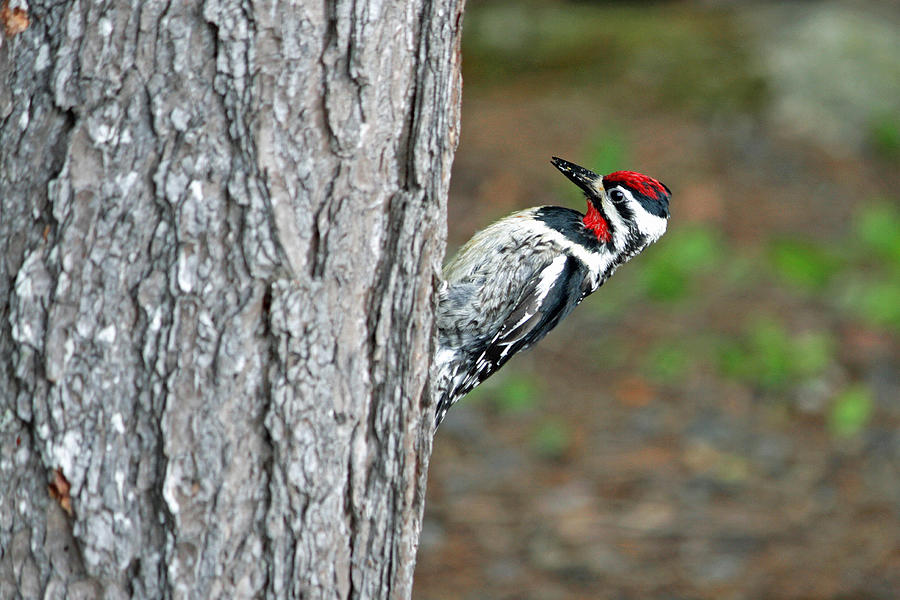 Woodpecker Photograph by Barbara West