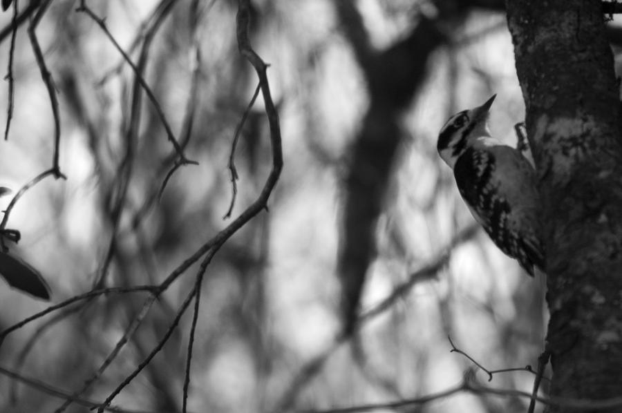 Woodpecker Photograph - Woodpecker Black and White by Joshua Ward