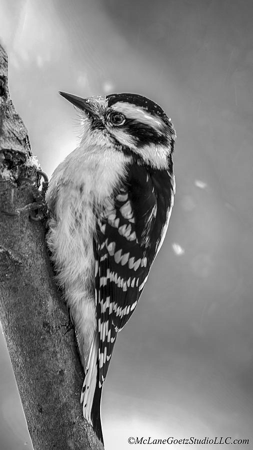 Animal Photograph - Woodpecker Black and White by LeeAnn McLaneGoetz McLaneGoetzStudioLLCcom
