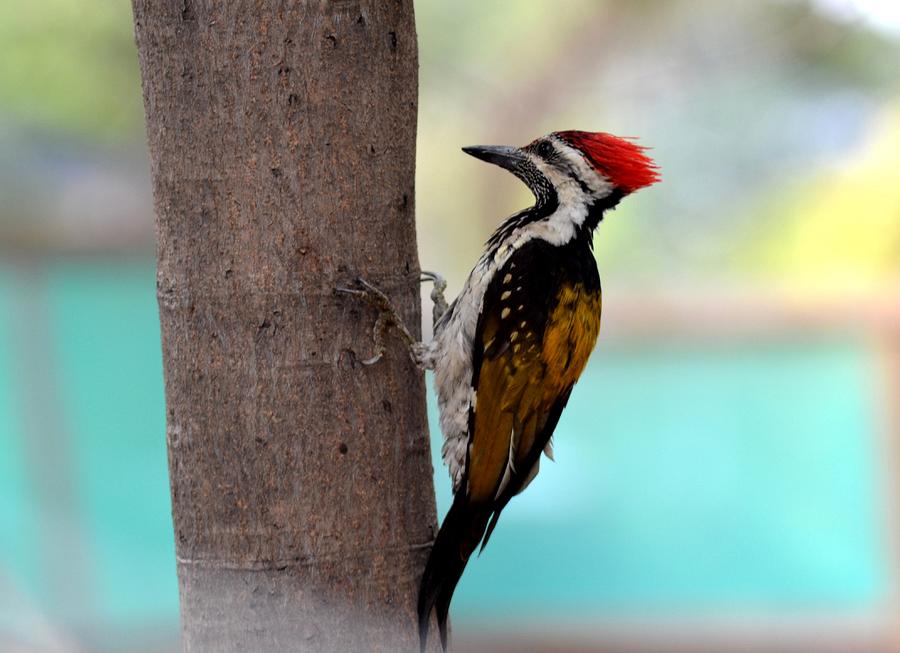 Woodpecker Black-rumped Flameback Photograph by Veena Nair