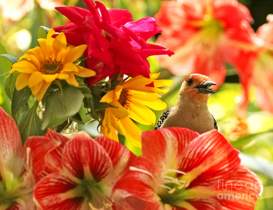 Woodpecker in Garden Flowers Photograph by Luana K Perez