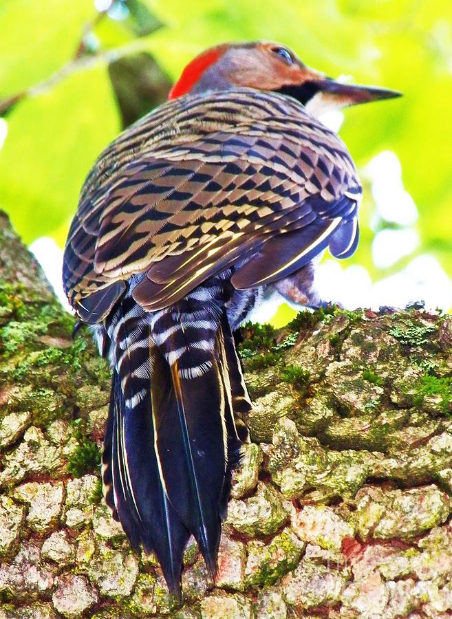 Woodpecker Common Flicker Photograph by Judy Via-Wolff