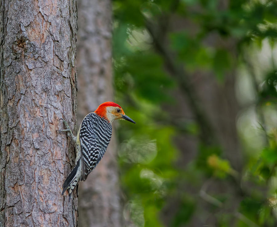 Woodpecker Photograph by David Kay