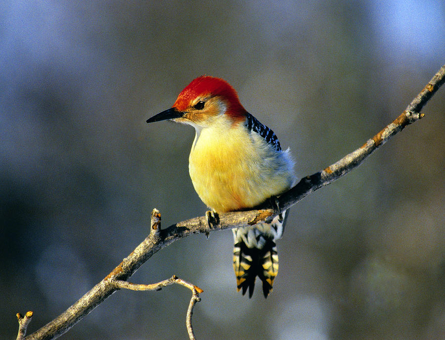 Red-Breasted Woodpecker Photograph by Dennis Cox