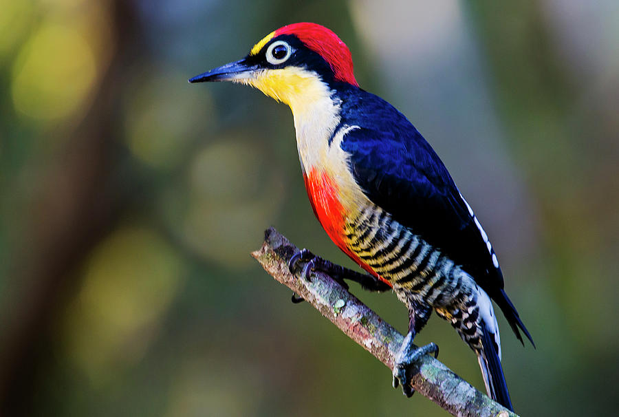 Woodpecker Photograph by E.hanazaki Photography