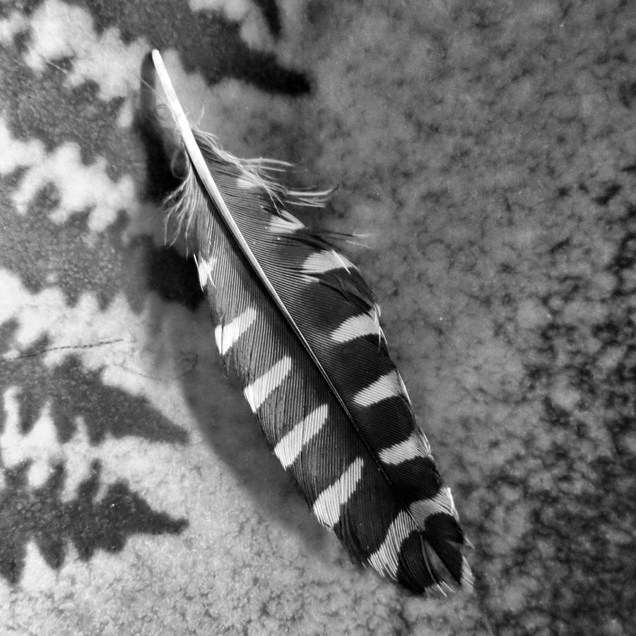 Woodpecker Photograph - Woodpecker Feather by Patricia Januszkiewicz