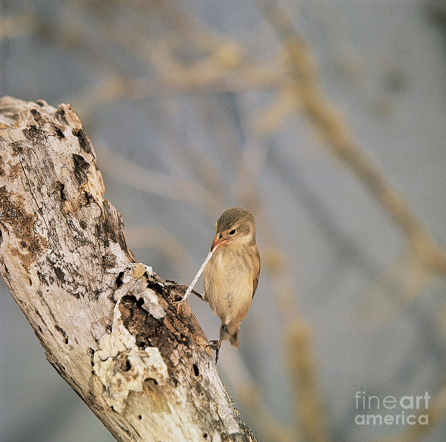 Woodpecker Finch Photograph by Tierbild Okapia