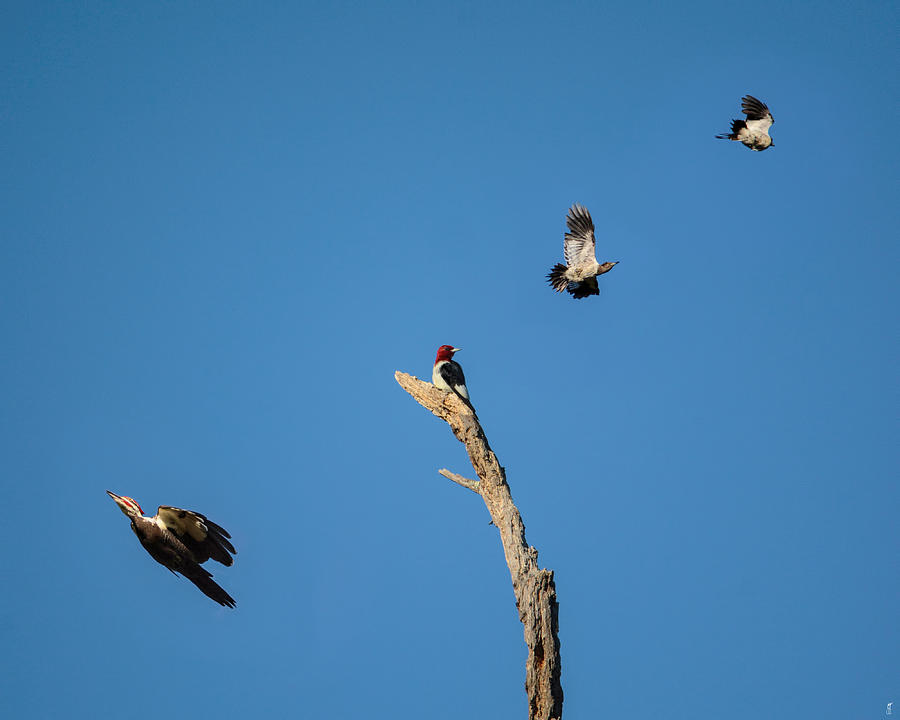 Bird Photograph - Woodpecker Games by Jai Johnson