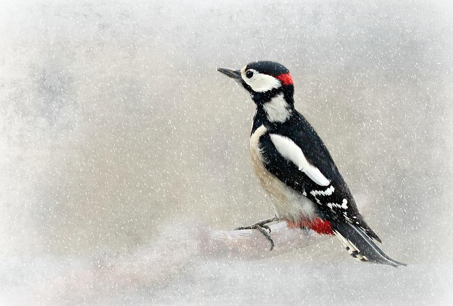 Woodpecker Photograph - Woodpecker by Heike Hultsch