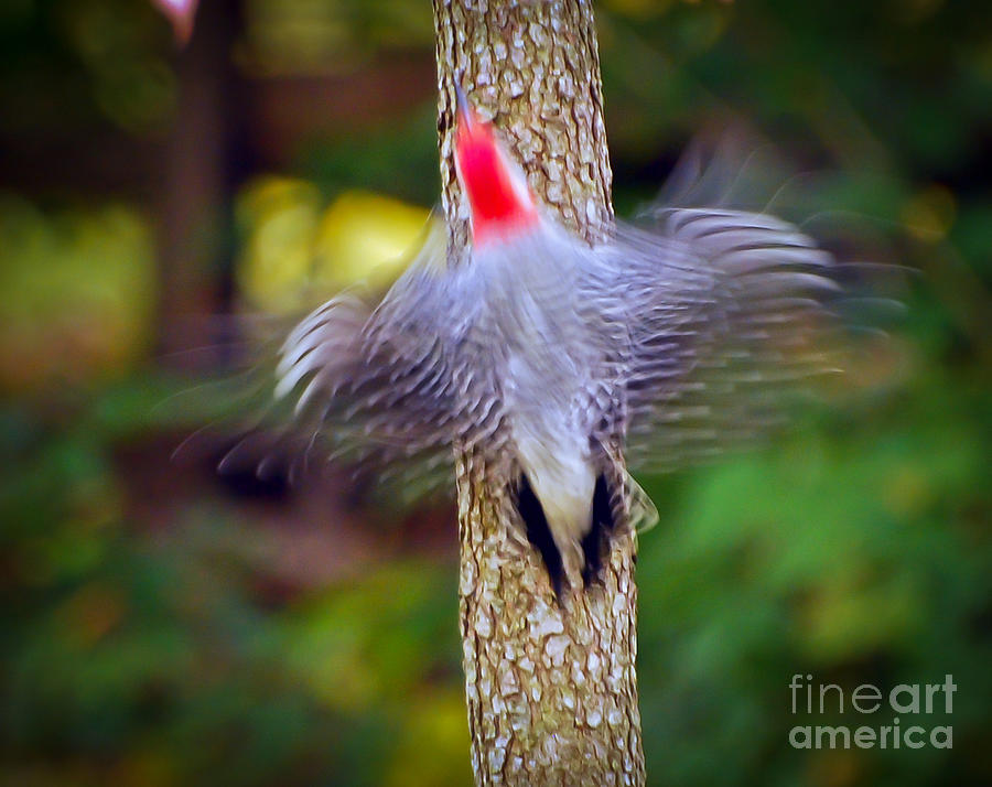 Woodpecker Photograph - Woodpecker In Motion  by Kerri Farley