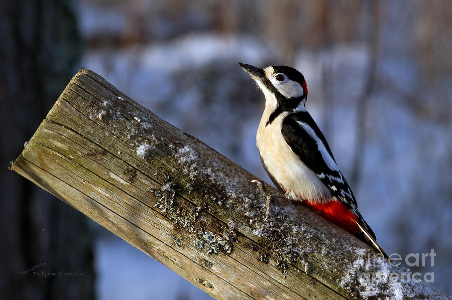 Woodpecker in the sun Photograph by Torbjorn Swenelius