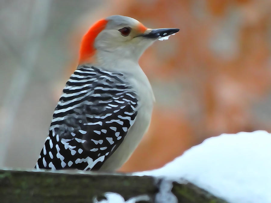 Woodpecker in Winter Photograph by David T Wilkinson
