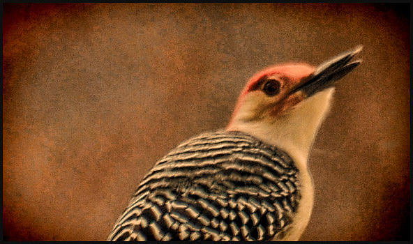Woodpecker Photograph by Jeffrey Platt